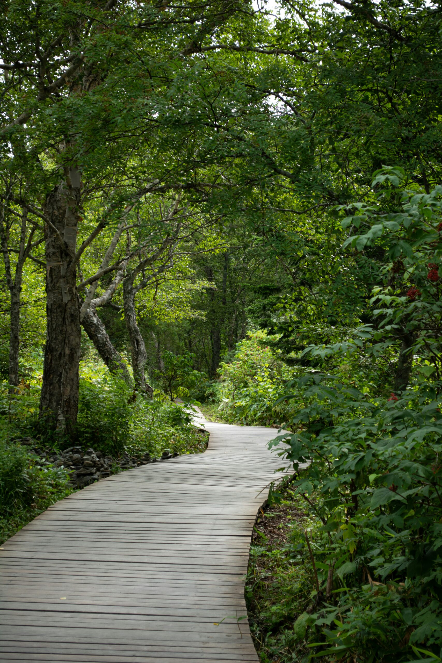 The Gentle Path – Monthly Membership